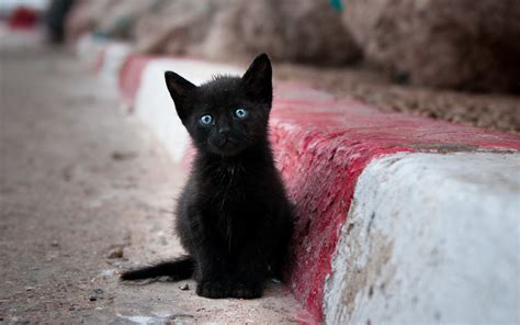 Sad Little Black Cat With Blue Eyes Wallpapers And Images Wallpapers