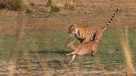Tiger Hunting Strategies How Tigers Hunt Their Prey