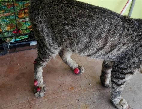 Hanya pada beberapa bagian saja kelenjar ini dapat diraba dan dirasakan, misalnya saja seperti di bagian leher, bawah dagu, ketiak, dan sela paha. Apa dia Penyakit Sporo Kucing | PS Herbs Penyakit Haiwan