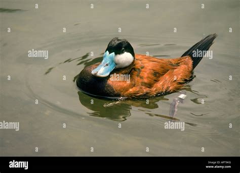 North American Ruddy Duck Oxyura Jamaicensis Stock Photo Alamy
