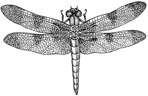 Free Drawing Pictures For Dragon Flys Download Free Drawing Pictures
