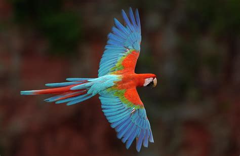 Red And Green Macaw Flying Photograph By Pete Oxford Fine Art America