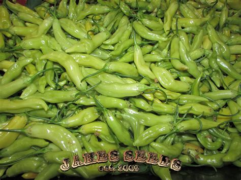 A wide variety of pickling peppers options are available to you, such as taste, preservation process. Italian Wax Pepper Seeds (Pickling) - Jake's Seeds