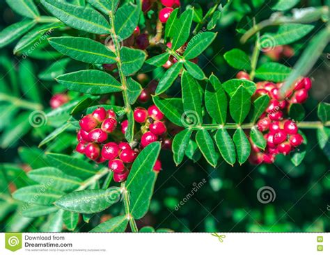 Evergreen Shrub With Red Berries Pistacia Lentiscus