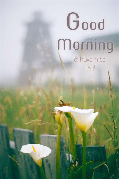 beautiful good morning images quotes wishes
