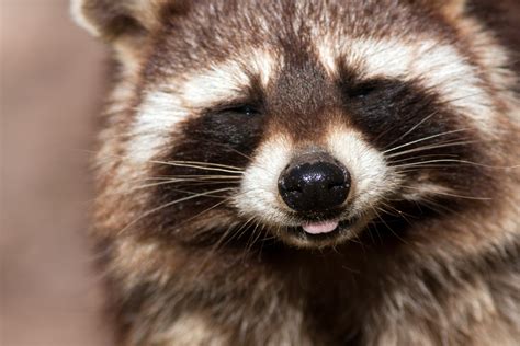 Raccoon Pictures Full Hd Pictures