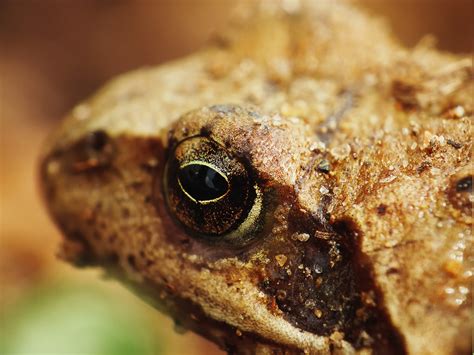 Nature Animals Macro Frog Amphibian Wallpapers Hd Desktop And