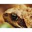 Nature Animals Macro Frog Amphibian Wallpapers HD / Desktop And 