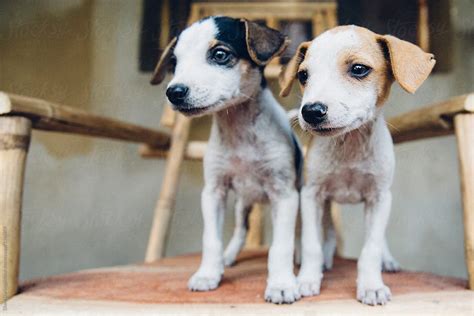 Two Puppies By Stocksy Contributor Diane Durongpisitkul Stocksy