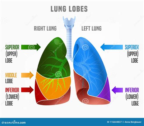 Human Lungs Infographic Stock Vector Illustration Of Infographic