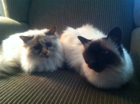65 Best Images About The Seal Point Birman Cats I Love On Pinterest
