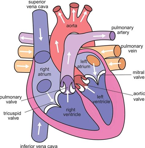 Anatomy Of The Cardiovascular System The Cardiovascular System Mcat