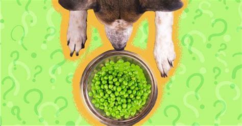 Can Dogs Eat Peas And What Amount Is Safe Dodowell The Dodo