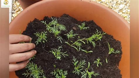 Growing Garden Cosmos From Seeds And Planting Cosmos Seedlings In