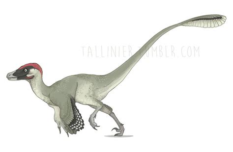 Velociraptor Mongoliensis By Redtallin On Deviantart