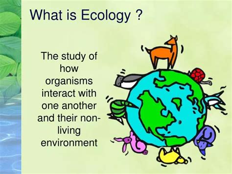 Ppt What Is Ecology Powerpoint Presentation Free Download Id2623487