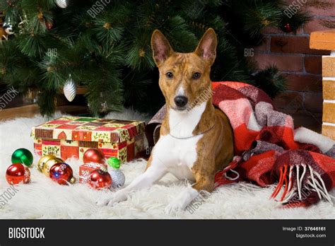 Brindle Basenji Dog Image And Photo Free Trial Bigstock