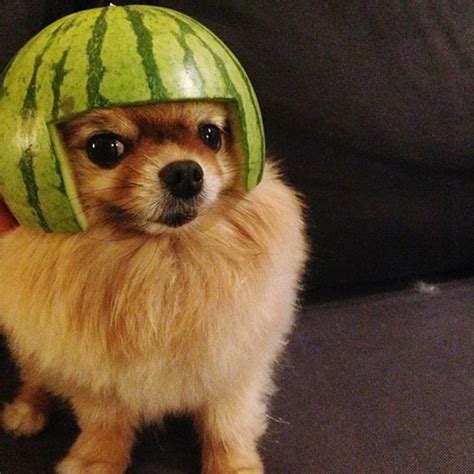 Dogs Wearing Watermelon Helmets Dog Helmet Dog Icon Fluffy Dogs