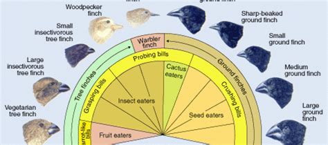 Returning To Darwins Finches A Genetic Explanation For His