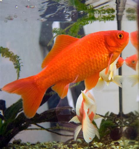 Seven Inspiring Goldfish Fun Facts