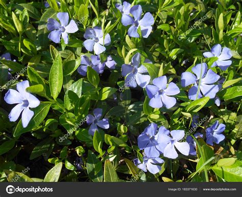 Flores Azules En El Jardín — Foto De Stock © Mila Iv 183371630