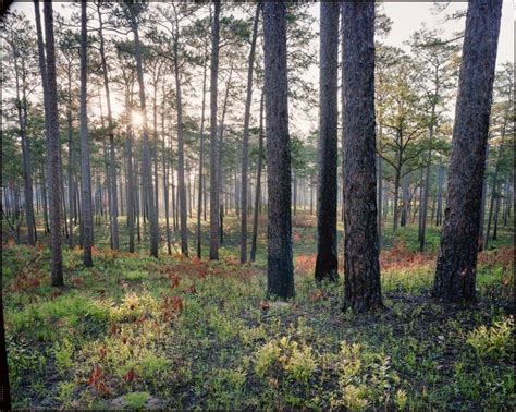 Photos Document The Last Remaining Old Growth Pine Forests Of The