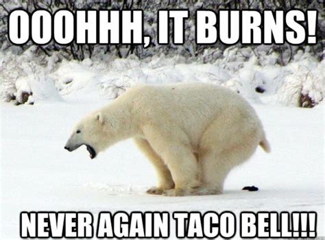 Pin By Shari On Funnies Bear Meme Bear Jokes Polar Bear
