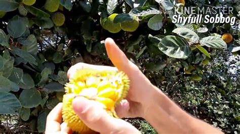Amazing Super Small Jackfruit Very Good Looking Youtube