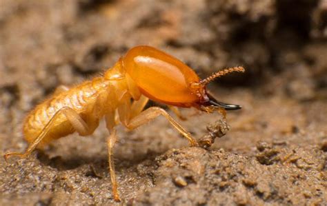 Termites Pest Identification And Prevention In Orlando Fl