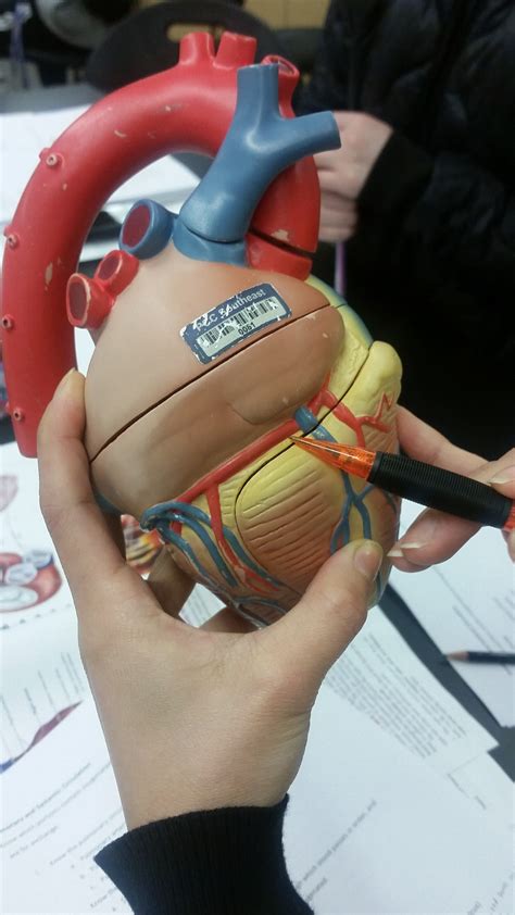 Heart Anatomy Flashcards Memorang