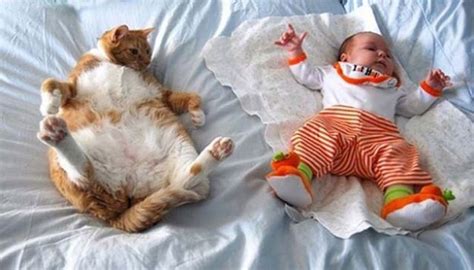 Babies And Cats Being Too Cute 25 Pics