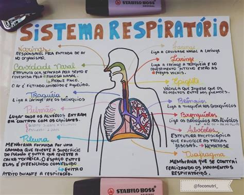 Pin De Livia Garcia Em Anatomia Sistema Respirat Rio Como Estudar