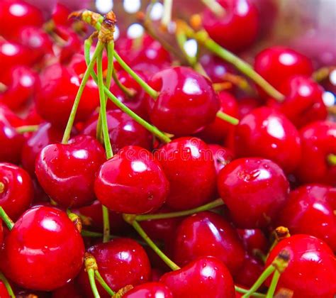 A Closeup Of Red Juicy Cherries Stock Photo Image Of Berry Macro