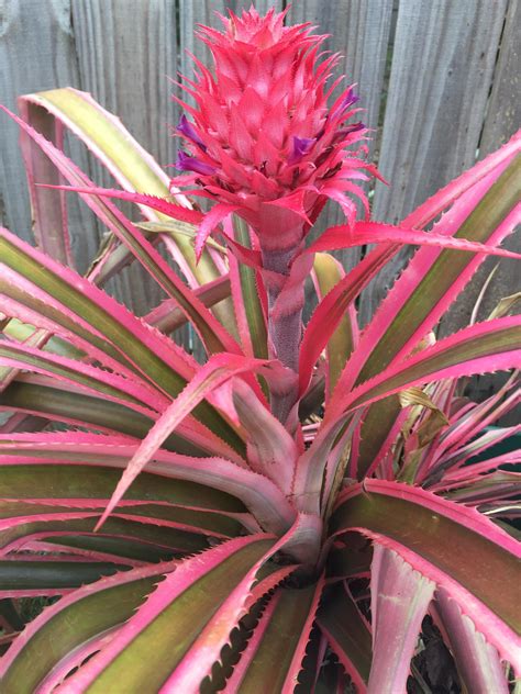 This Pink Pineapple Its Edible And Delicious Too Rgardening