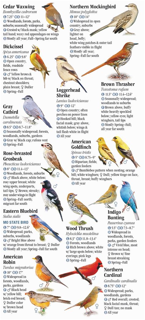 Bird Identification Book Missouri 3 Our List Of Some Of The Best