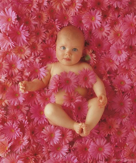 Pink Daisies Photograph By Anne Geddes Fine Art America