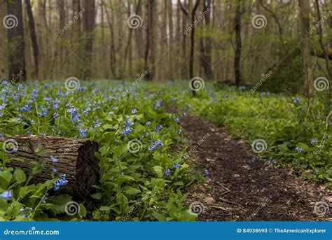 Hiking Trail And Virginia Bluebell Wildflowers Ohio Stock Photo