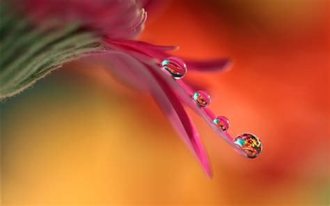Flower Pink Petals Water Drops Macro Photography