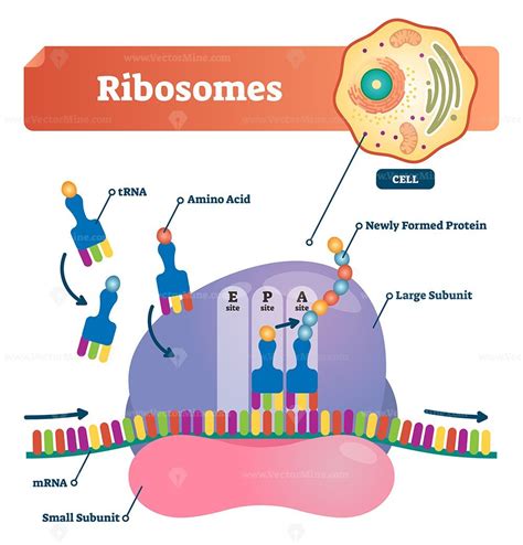 Ribosomes Vector Illustration Vectormine