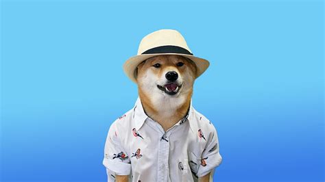 Samouraï Doge Doggo Meme Fond Décran Hd Pxfuel