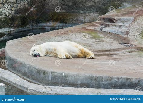 Sleeping Polar Bear In The Moscow Zoo Stock Photo Image Of Ocean