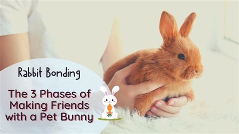 How To Bond With Your Rabbit The Foolproof Method