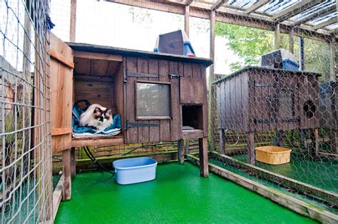 Cattery Cat Enclosure Dog Daycare