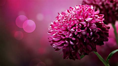 Free Hd And 3d Wallpapers Unique Purple Flower Hd Wallpaper Download