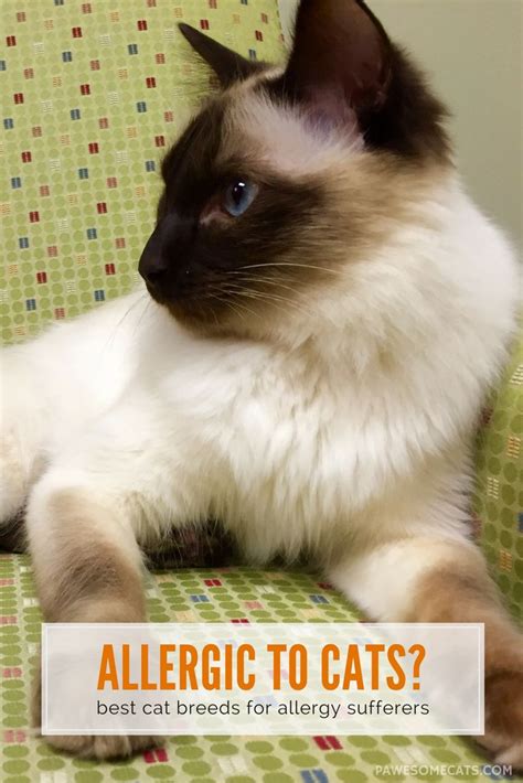 Best Cat Breeds For People With Allergies Best Cat Breeds Cat Breeds