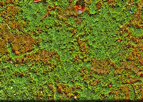 Moss Wall Texture Seamless