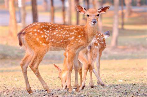 Baby Sika Deer Stock Photo Download Image Now 2015 Animal Animal