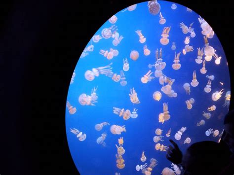 Jellyfish Aquarium At Ripleys Aquarium Of The Smokies Smithsonian