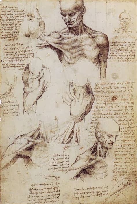 Leonardo Da Vinci Drawings Fine Art And You