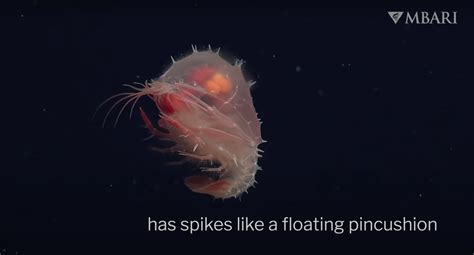 Heres How Babies Of Various Weird Sea Creatures Survive Nerdist